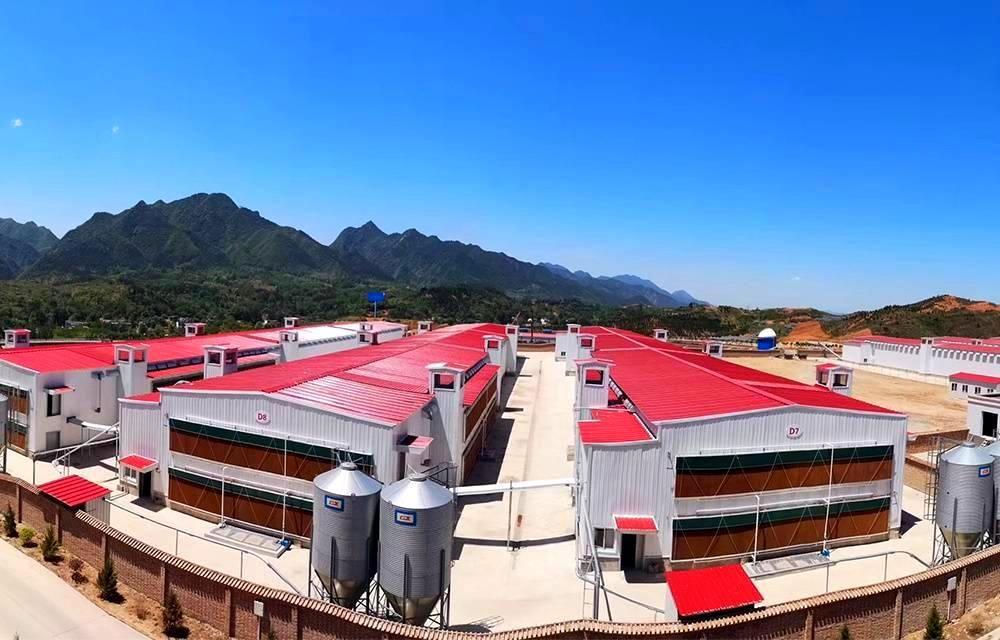 广州一号娱乐集团为北京德青源农业科技股份有限公司提供成套自动化蛋鸡饲养设备